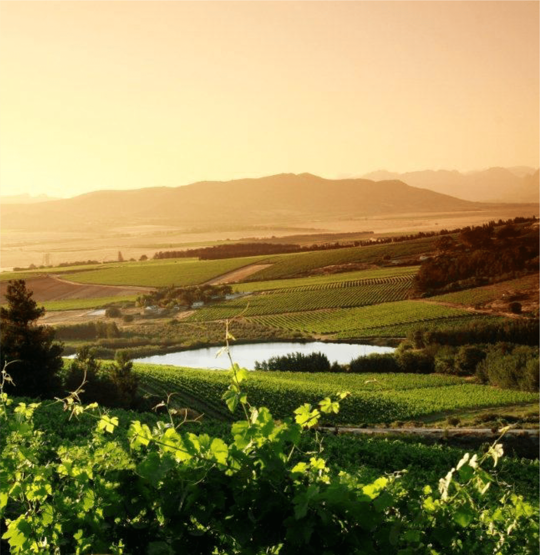 Vrymansfontein: Vrymansfontein - Paarl Cape Winelands by Vondeling Wines — Vrymansfontein in franschhoek